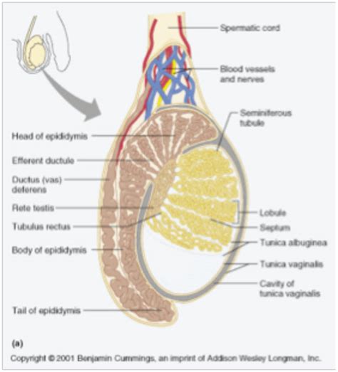 testes seem soft|The Facts About Your Testicles: Size, Pain, Semen .